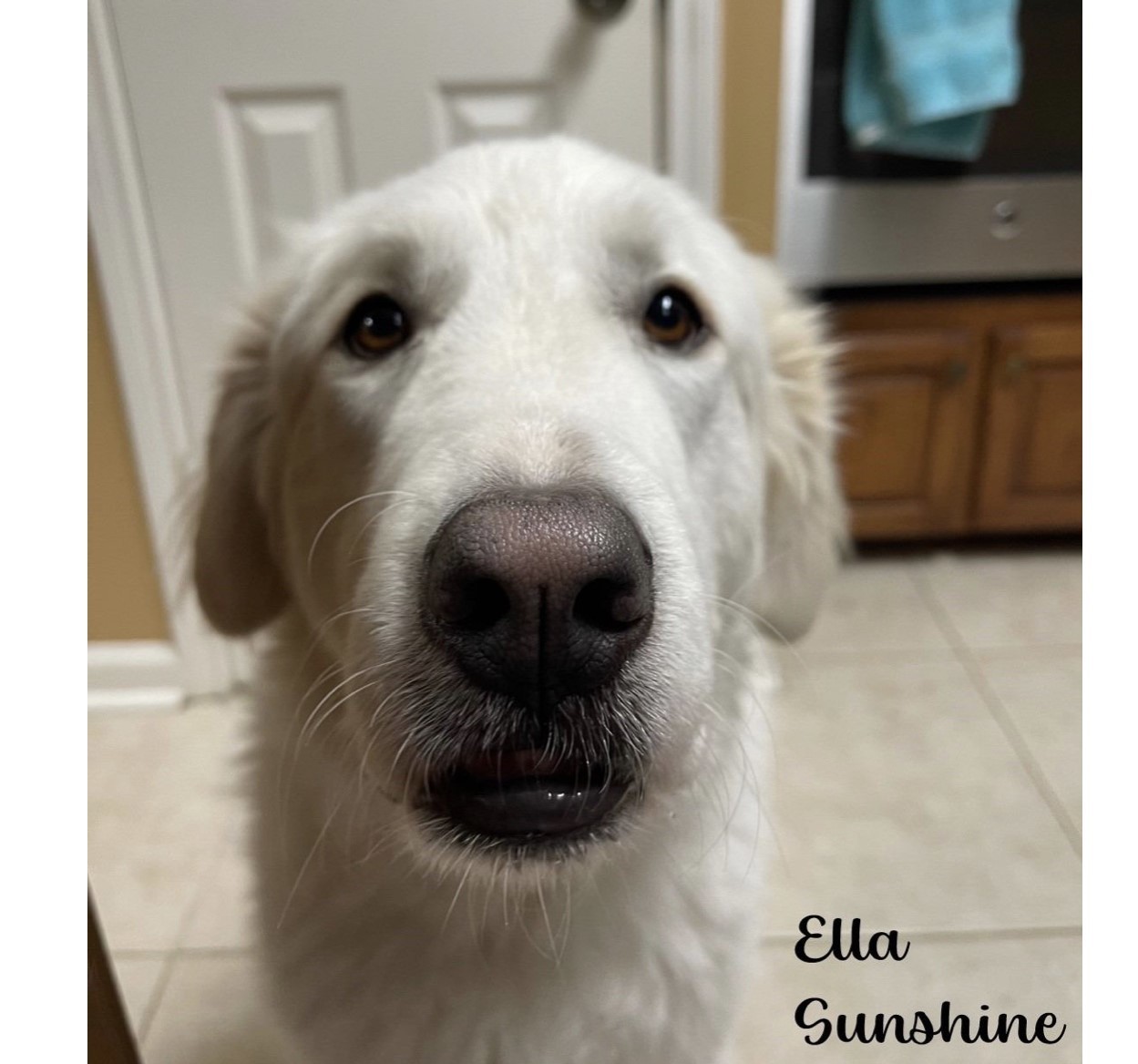Ella Sunshine HTX, an adoptable Great Pyrenees in Quinlan, TX, 75474 | Photo Image 5