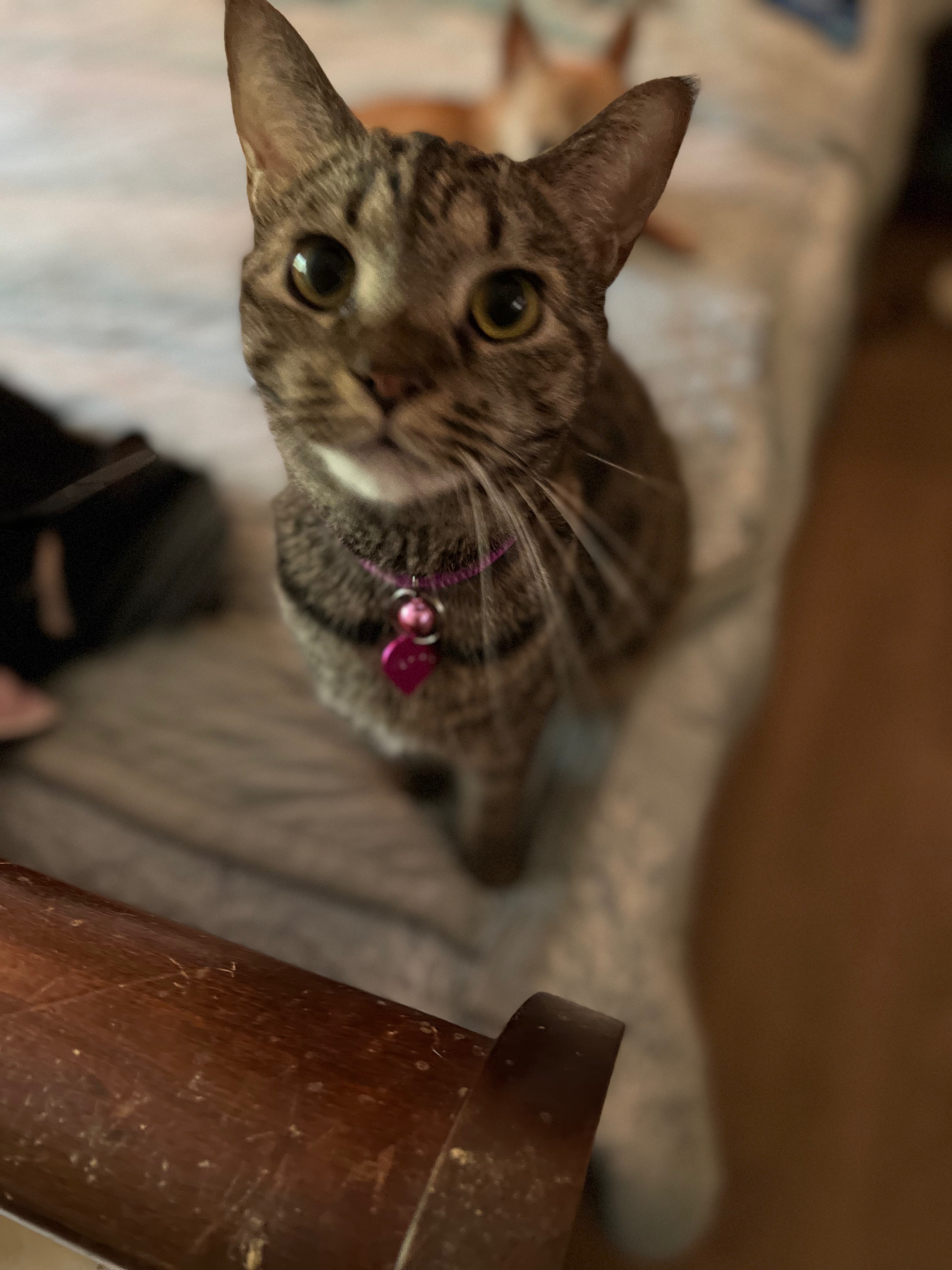 Teiglach, an adoptable Domestic Short Hair in Raleigh, NC, 27616 | Photo Image 1