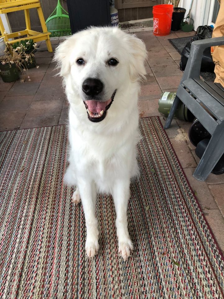 Zoey Yvette (aka Findley) DFW, an adoptable Great Pyrenees Mix in Farmers Branch, TX_image-1