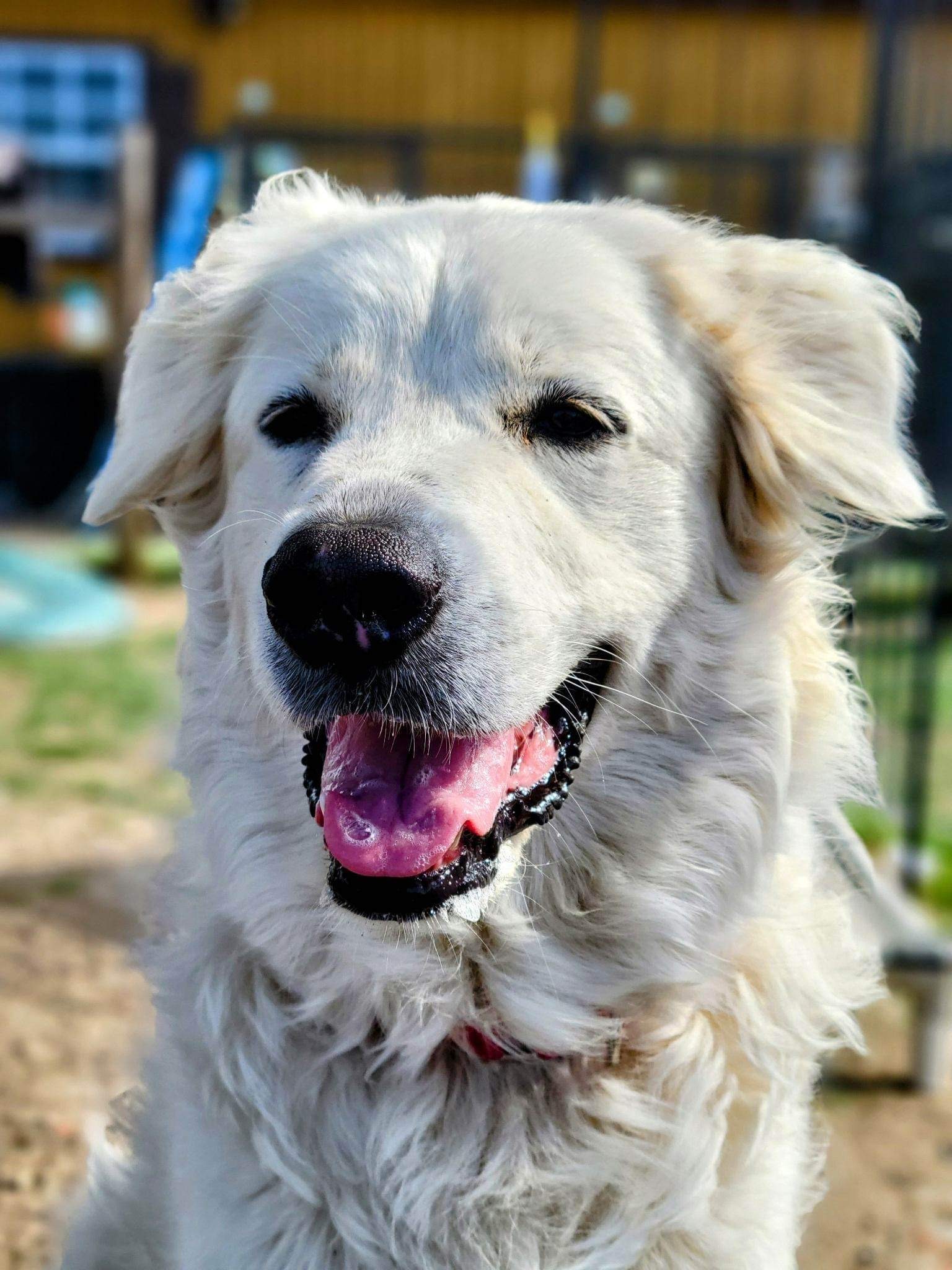 Zoey Yvette AKA Findley DFW