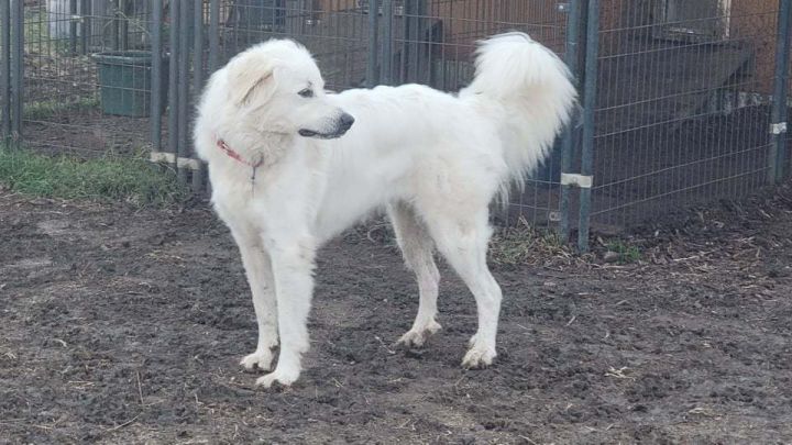 Zoey Yvette (aka Findley) DFW, an adoptable Great Pyrenees Mix in Farmers Branch, TX_image-3