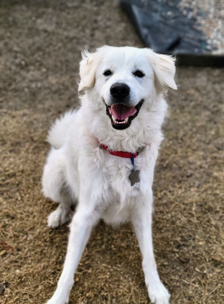 Zoey Yvette (aka Findley) DFW, an adoptable Great Pyrenees Mix in Dallas, TX_image-4