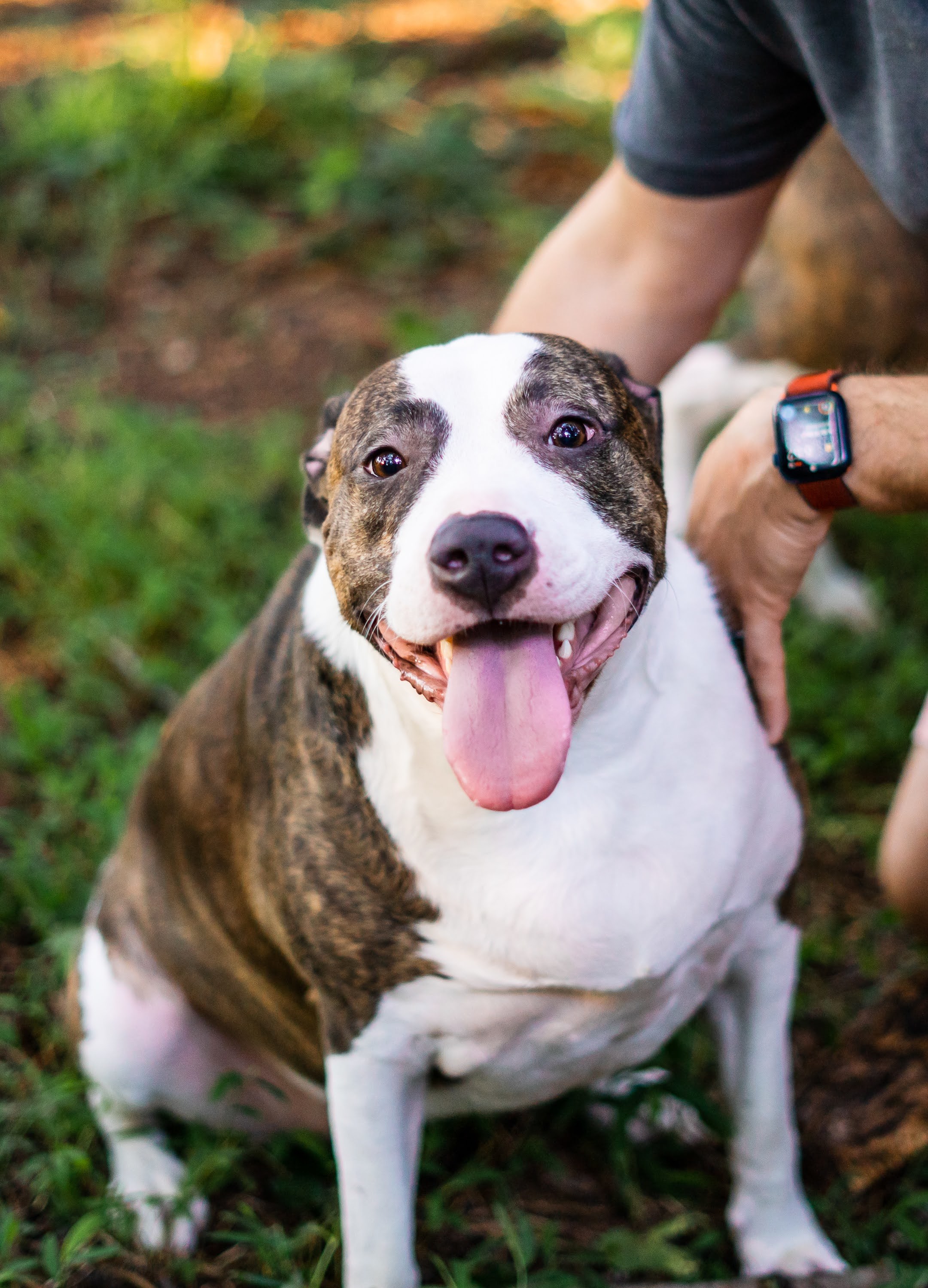 Megan and Zadie, an adoptable Pit Bull Terrier in Raleigh, NC, 27616 | Photo Image 1
