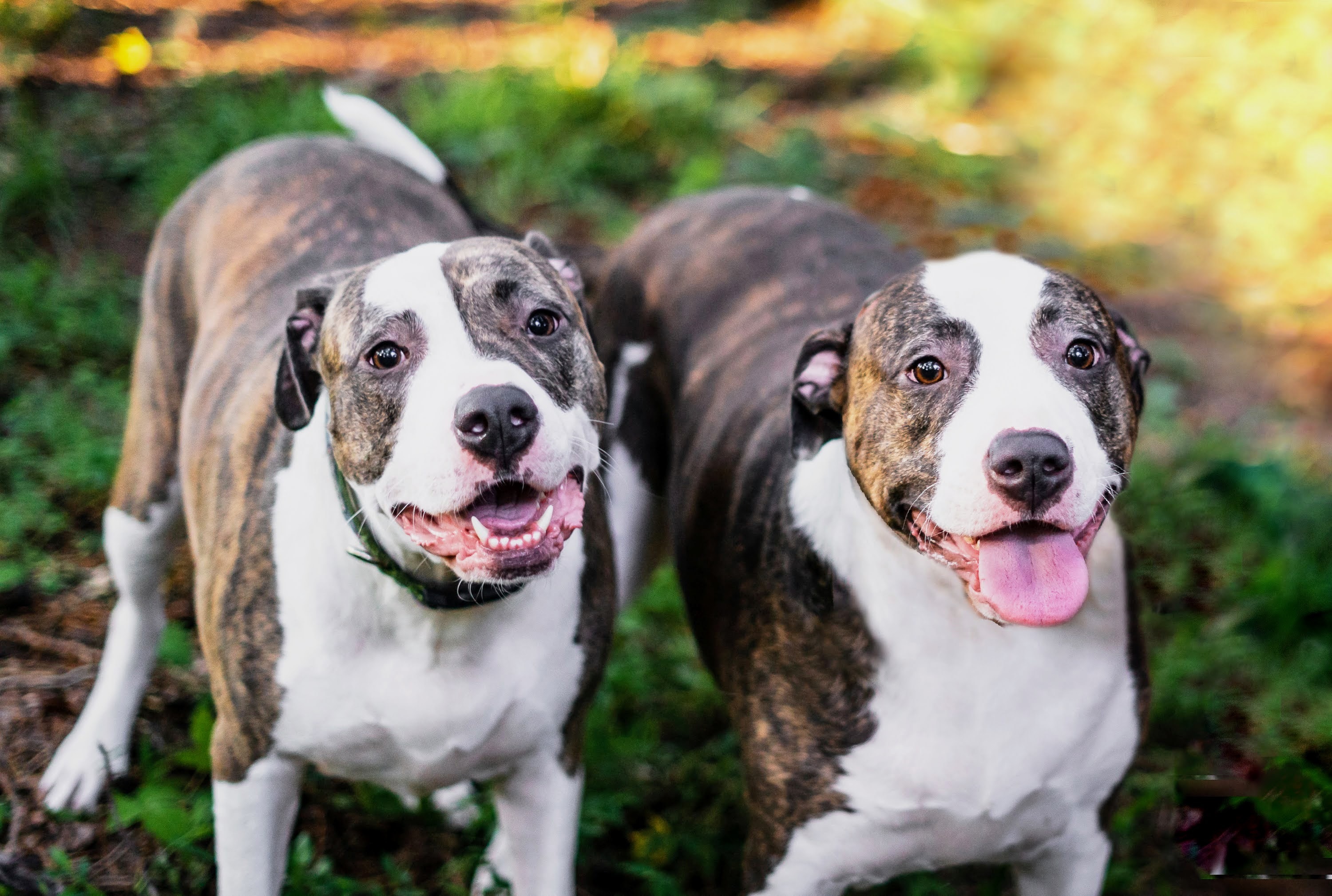 Megan and Zadie, an adoptable Pit Bull Terrier in Raleigh, NC, 27616 | Photo Image 2