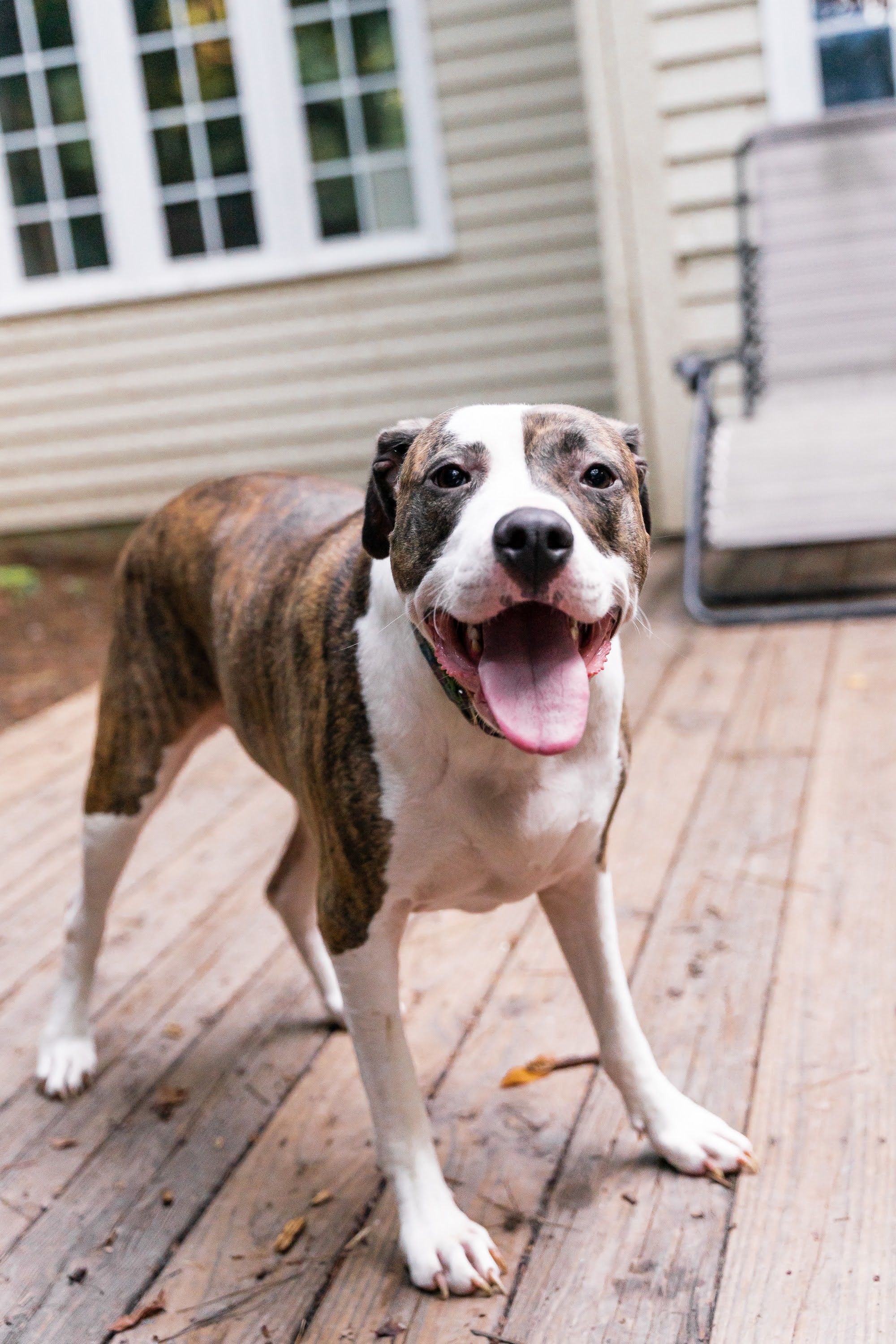 Zadie and Megan, an adoptable Pit Bull Terrier in Raleigh, NC, 27616 | Photo Image 1