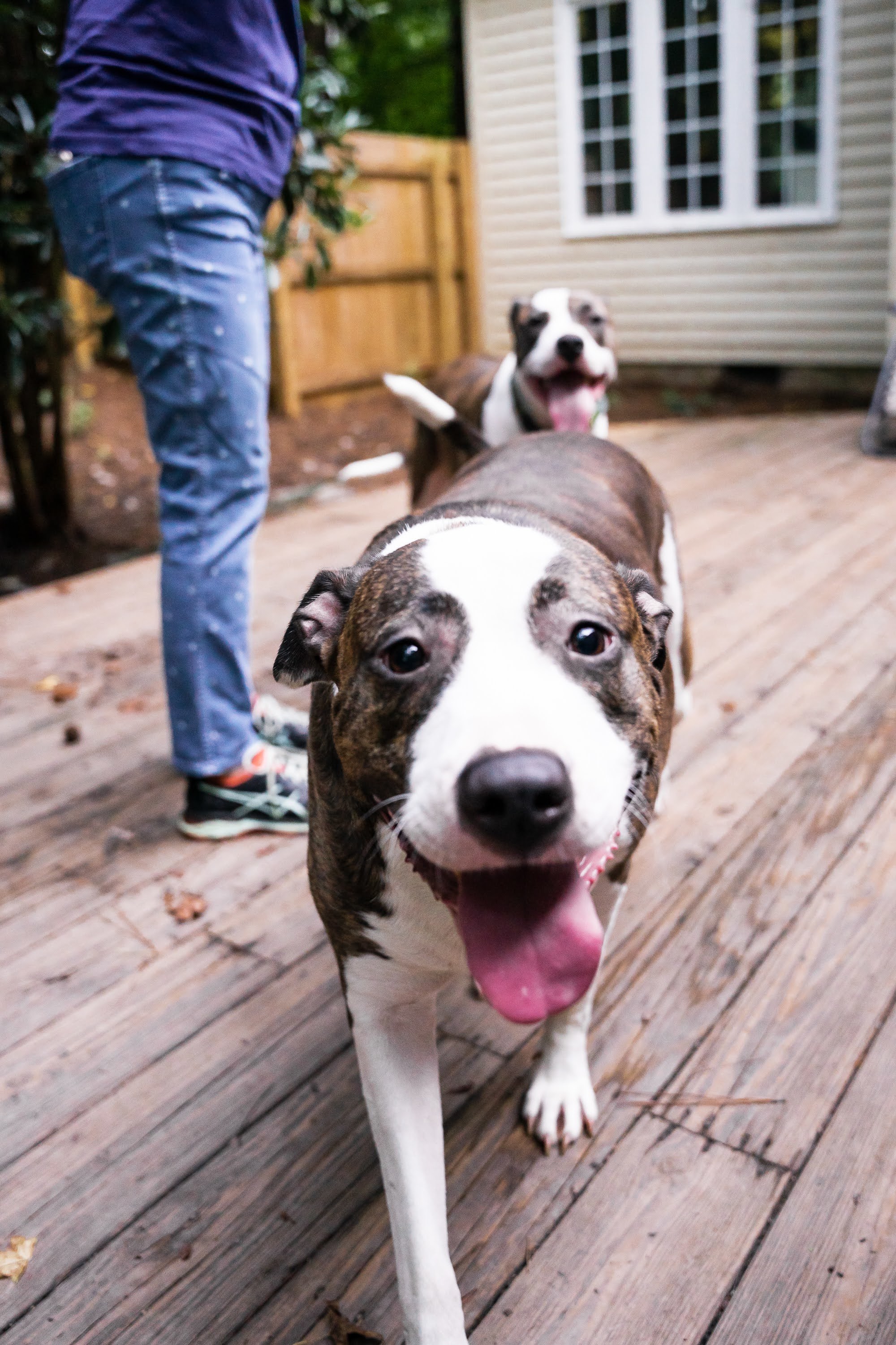 Zadie and Megan, an adoptable Pit Bull Terrier in Raleigh, NC, 27616 | Photo Image 2