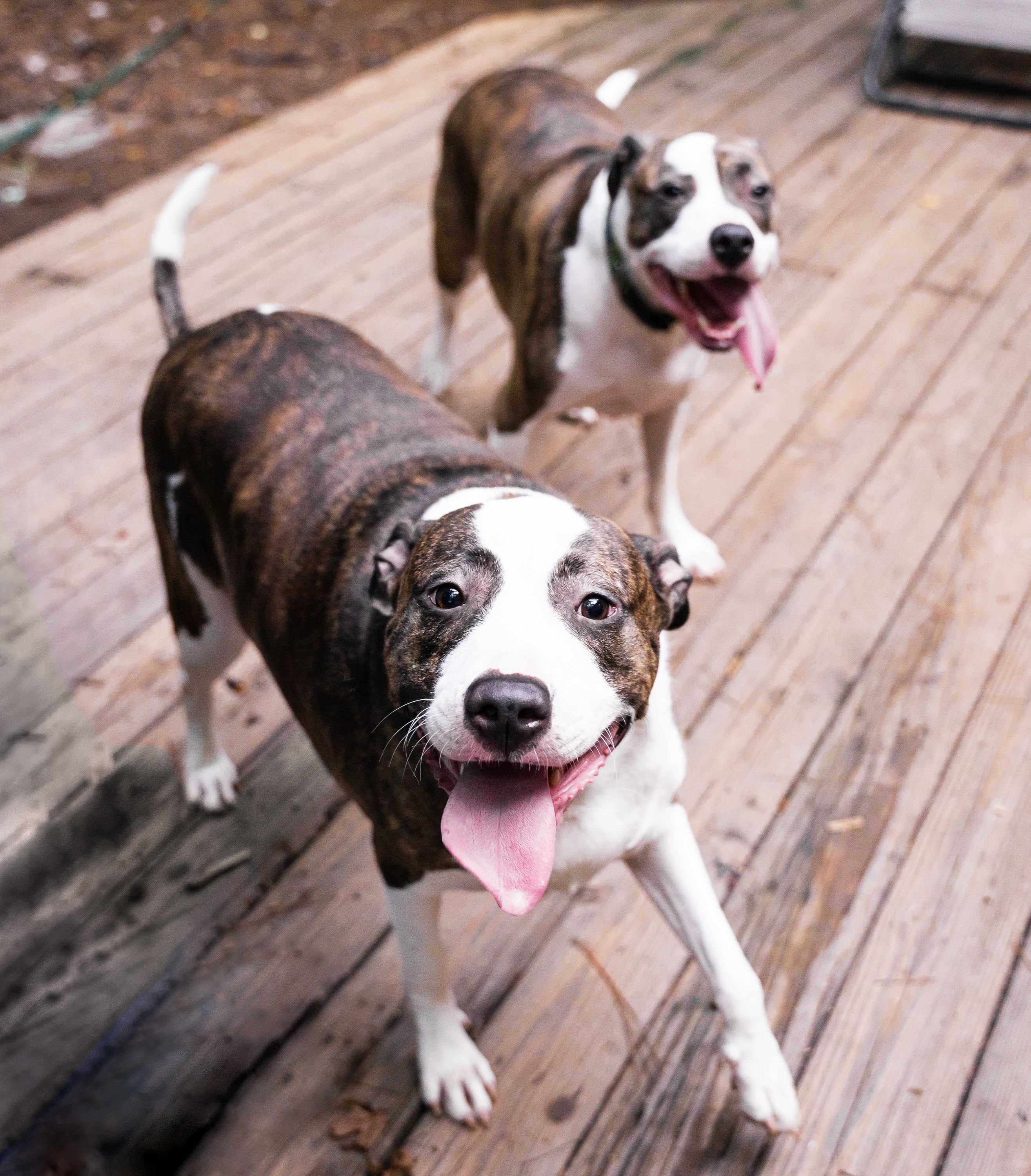 Zadie and Megan, an adoptable Pit Bull Terrier in Raleigh, NC, 27616 | Photo Image 3