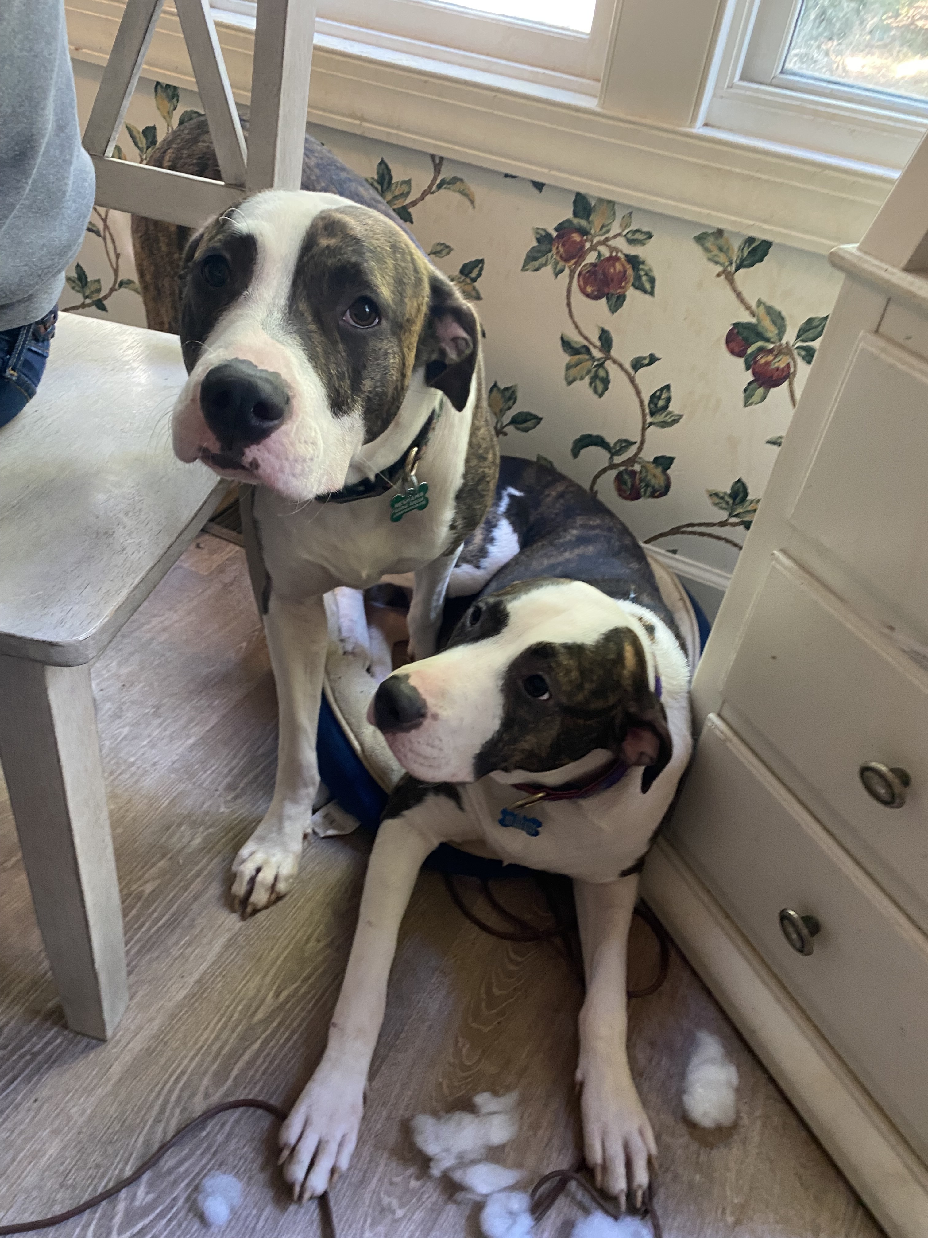 Zadie and Megan, an adoptable Pit Bull Terrier in Raleigh, NC, 27616 | Photo Image 6