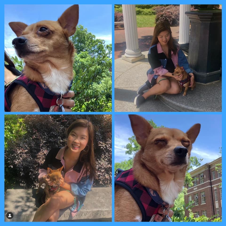 Miko, an adoptable Chihuahua in Raleigh, NC, 27616 | Photo Image 1