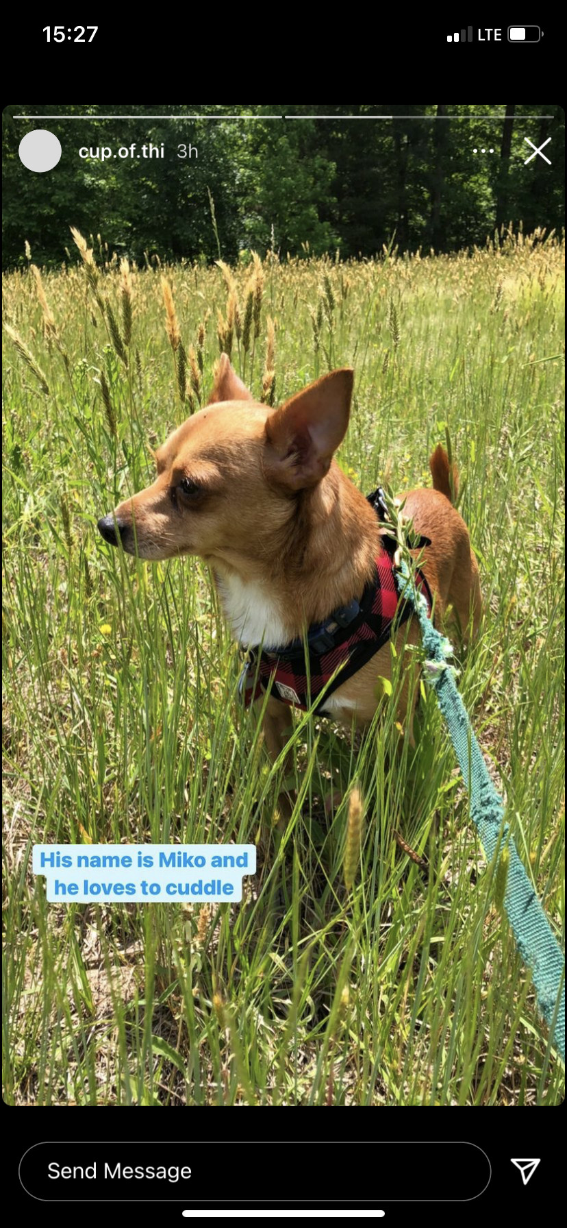 Miko, an adoptable Chihuahua in Raleigh, NC, 27616 | Photo Image 2
