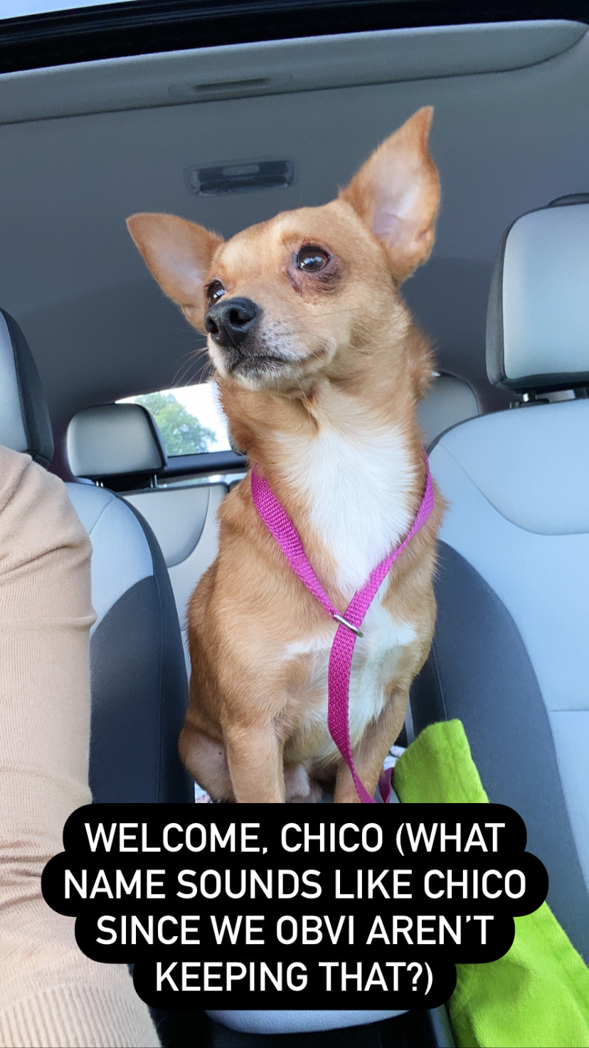 Miko, an adoptable Chihuahua in Raleigh, NC, 27616 | Photo Image 3