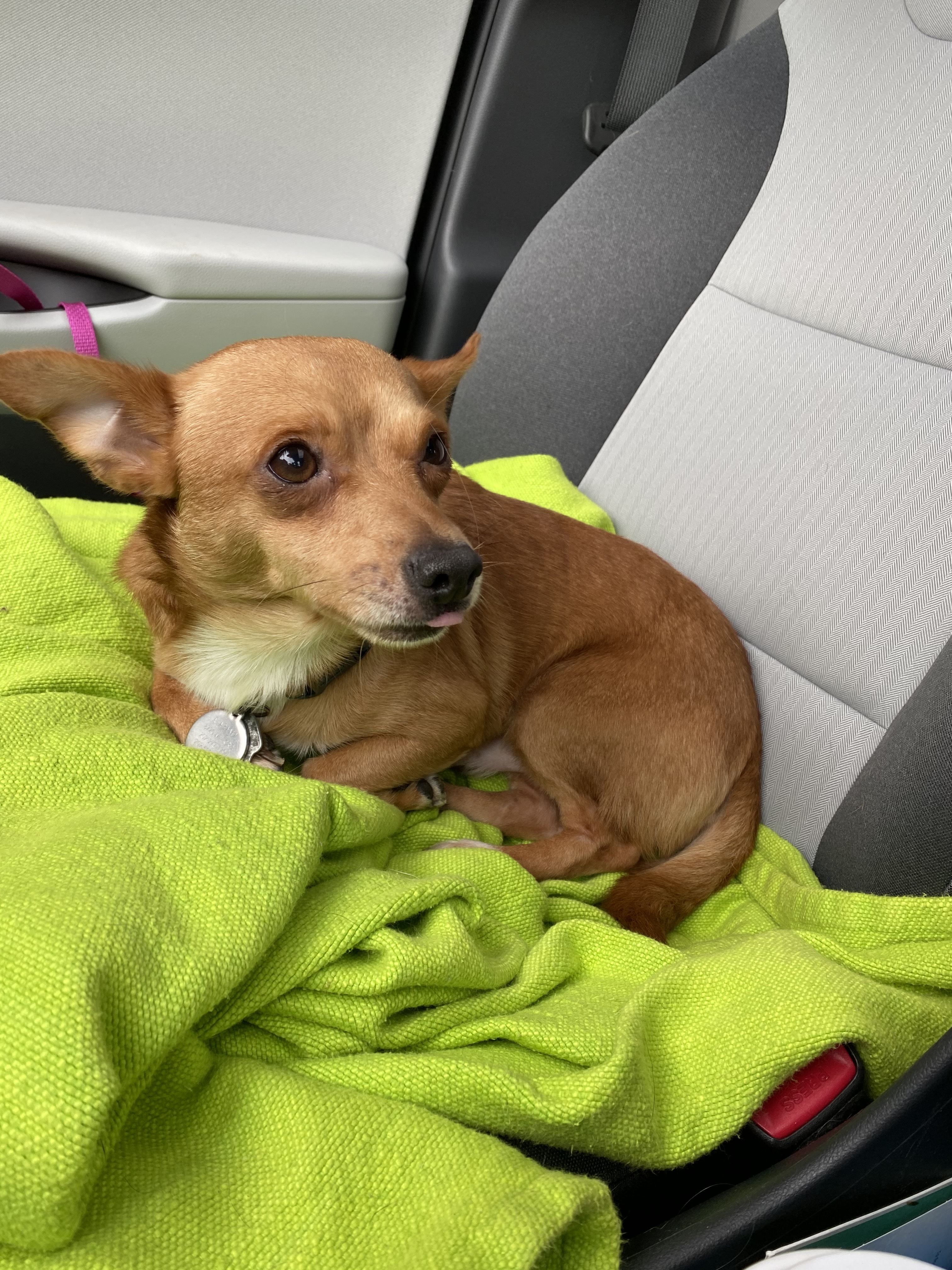 Miko, an adoptable Chihuahua in Raleigh, NC, 27616 | Photo Image 4