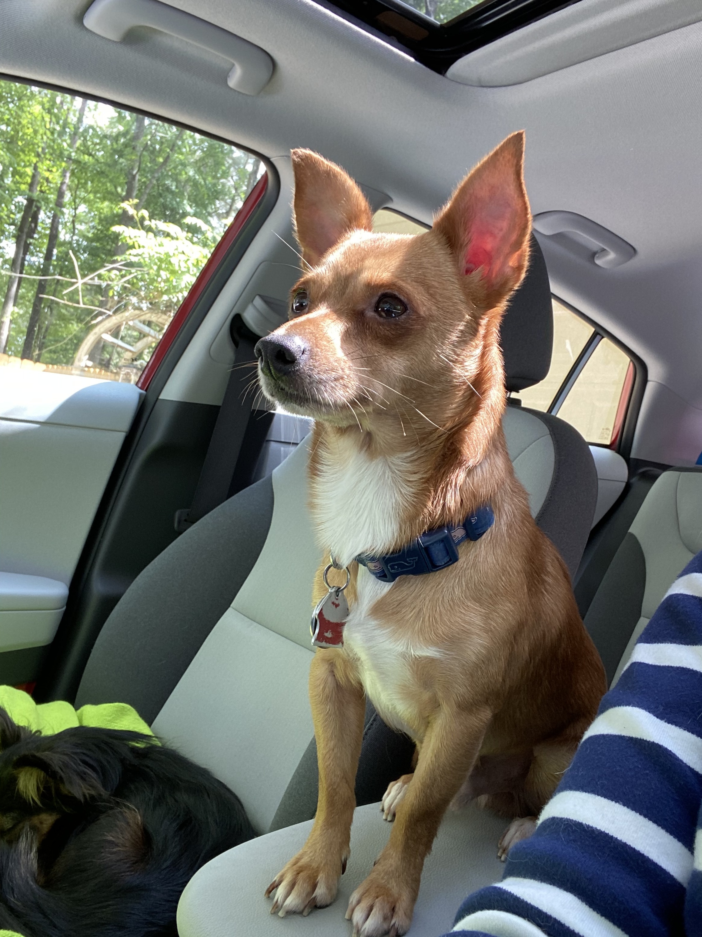 Miko, an adoptable Chihuahua in Raleigh, NC, 27616 | Photo Image 5