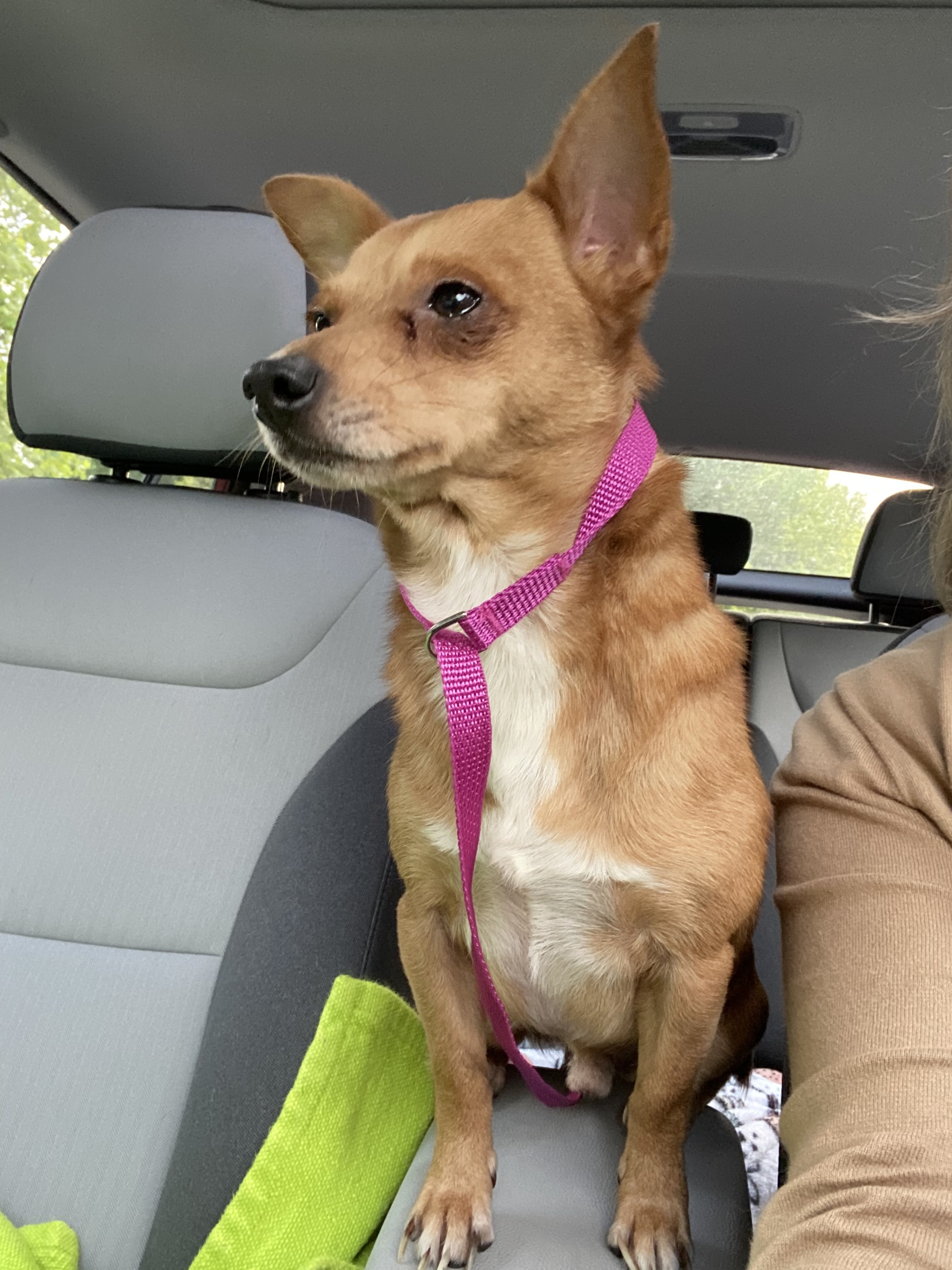 Miko, an adoptable Chihuahua in Raleigh, NC, 27616 | Photo Image 6