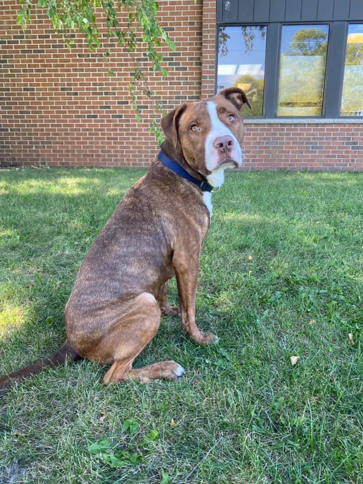 Diesel, an adoptable Pit Bull Terrier in Coralville, IA, 52241 | Photo Image 1