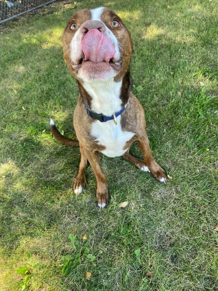 Diesel, an adoptable Pit Bull Terrier in Coralville, IA, 52241 | Photo Image 2