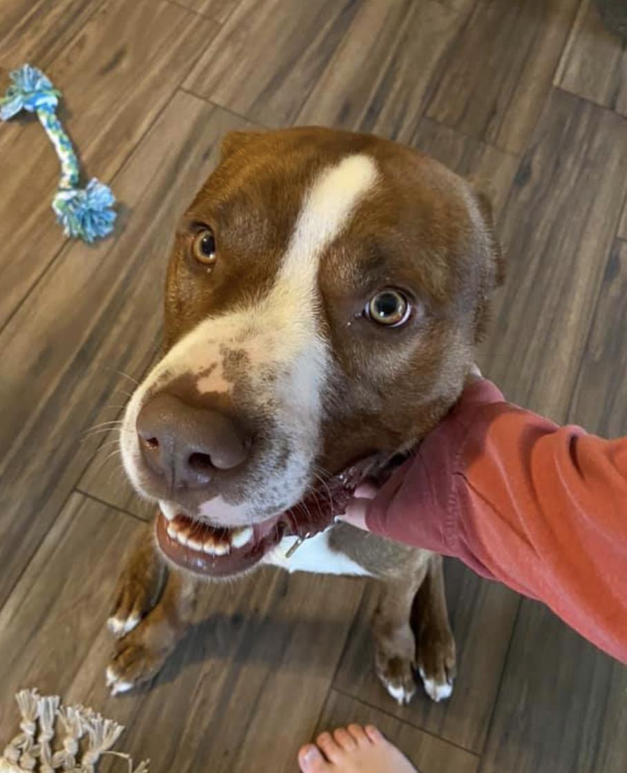 Diesel, an adoptable Pit Bull Terrier in Coralville, IA, 52241 | Photo Image 3