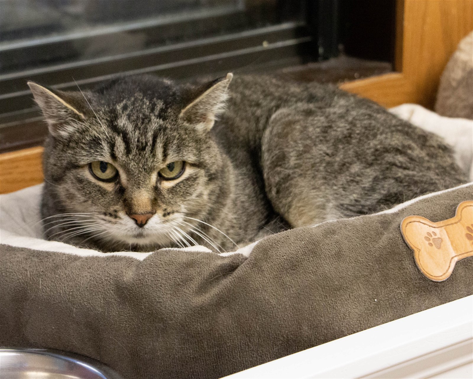 Indi, an adoptable Domestic Short Hair in Fargo, ND, 58103 | Photo Image 1
