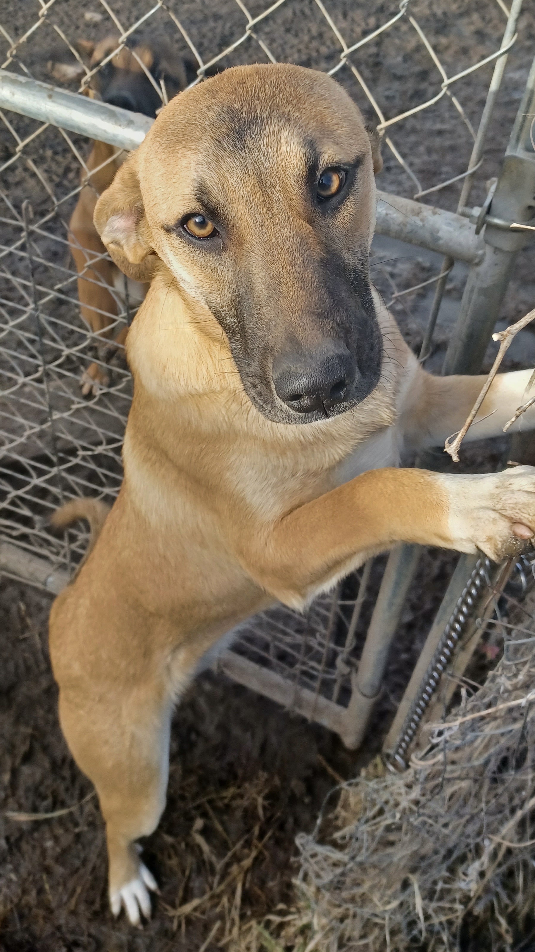 Socks, an adoptable Shepherd, Hound in Manchester, NH, 03105 | Photo Image 1