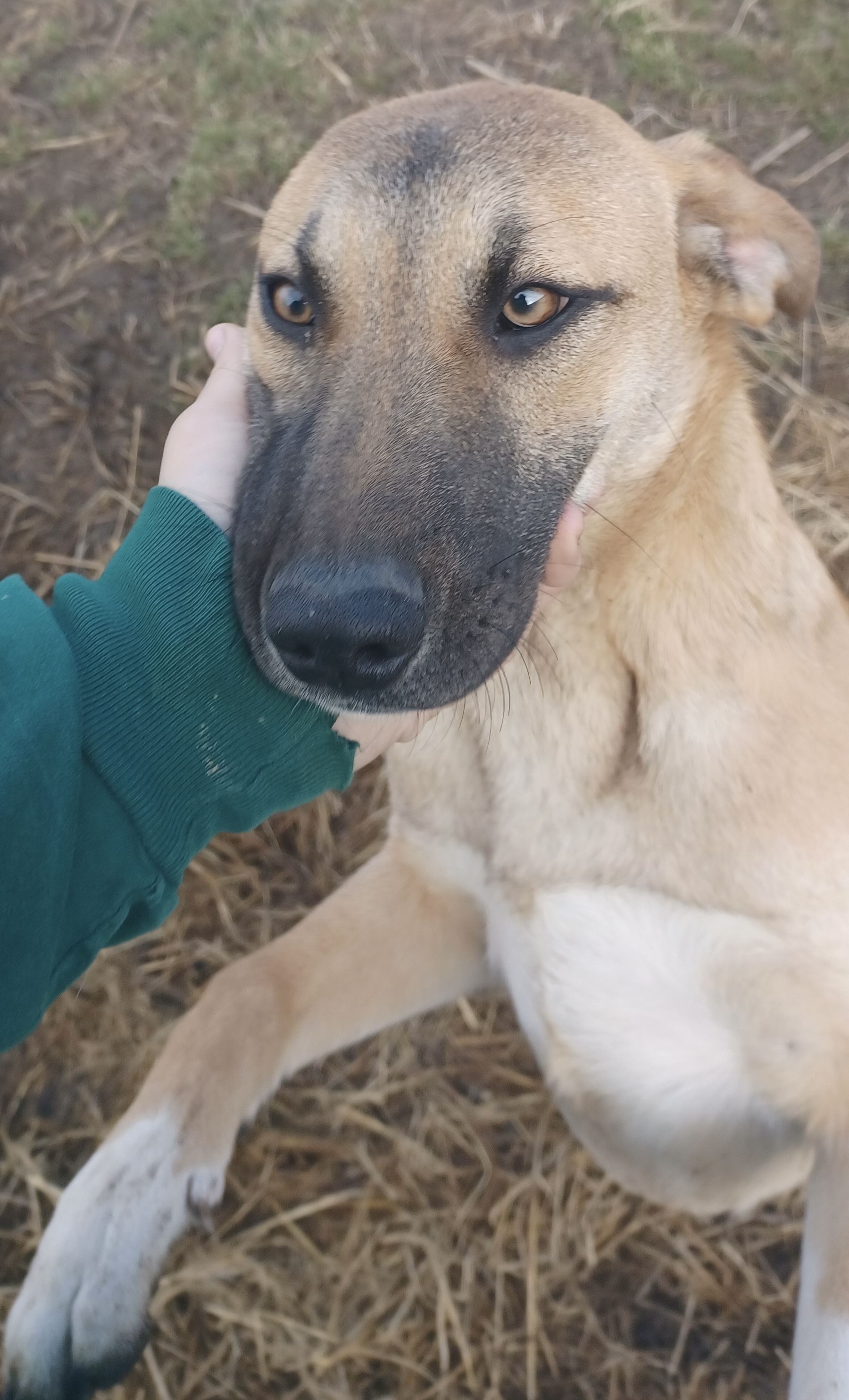 Socks, an adoptable Shepherd, Hound in Manchester, NH, 03105 | Photo Image 4