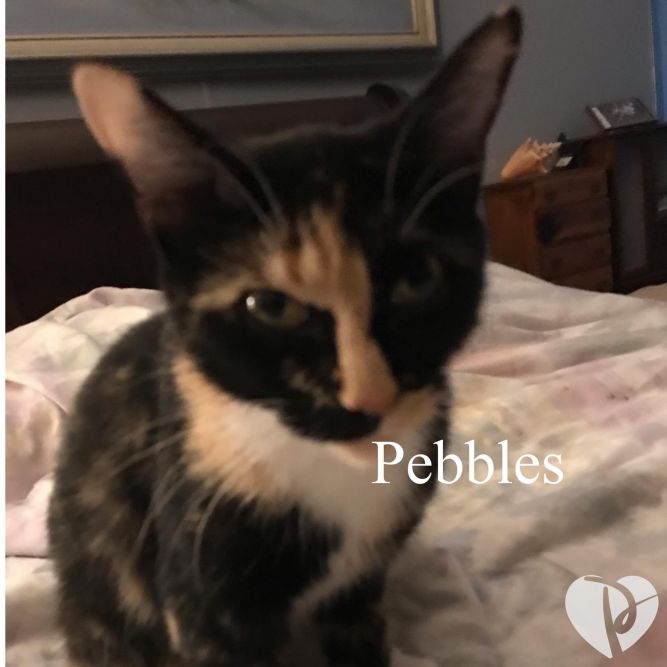 Pebbles 