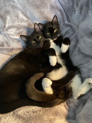 Boots and Purrcy (bonded pair)