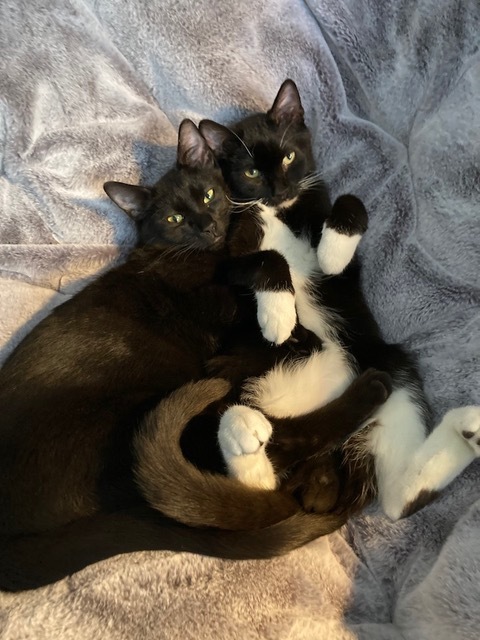 Boots and Purrcy (bonded pair) 1