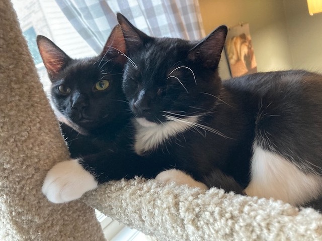 Boots and Purrcy (bonded pair) 4