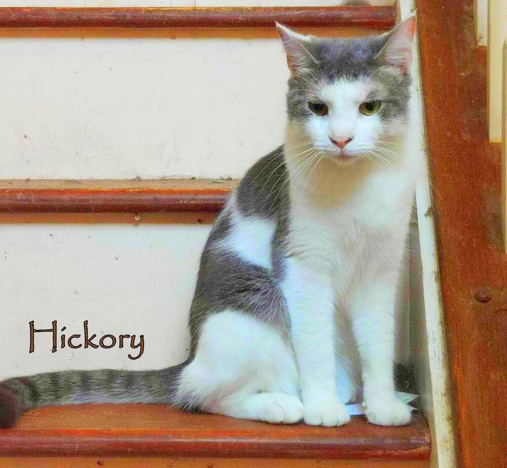 Hickory, an adoptable Domestic Short Hair in Culpeper, VA, 22701 | Photo Image 1