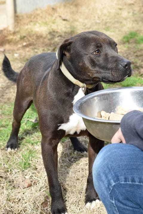 Jed #2, an adoptable Pit Bull Terrier in Shreveport, LA, 71119 | Photo Image 1