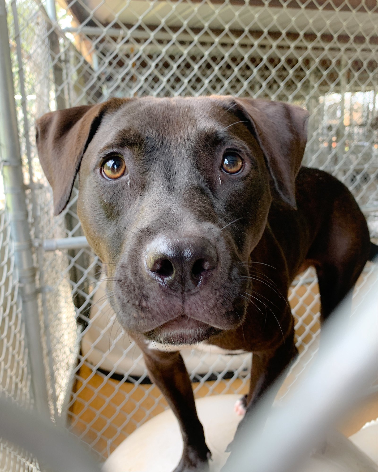 Jed #2, an adoptable Pit Bull Terrier in Shreveport, LA, 71119 | Photo Image 2