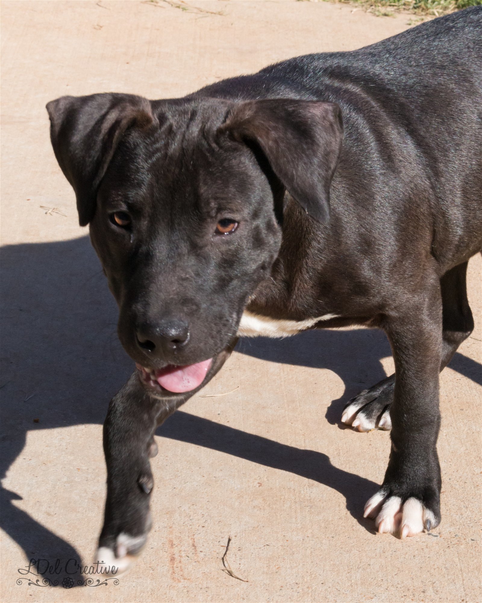 Jed #2, an adoptable Pit Bull Terrier in Shreveport, LA, 71119 | Photo Image 3