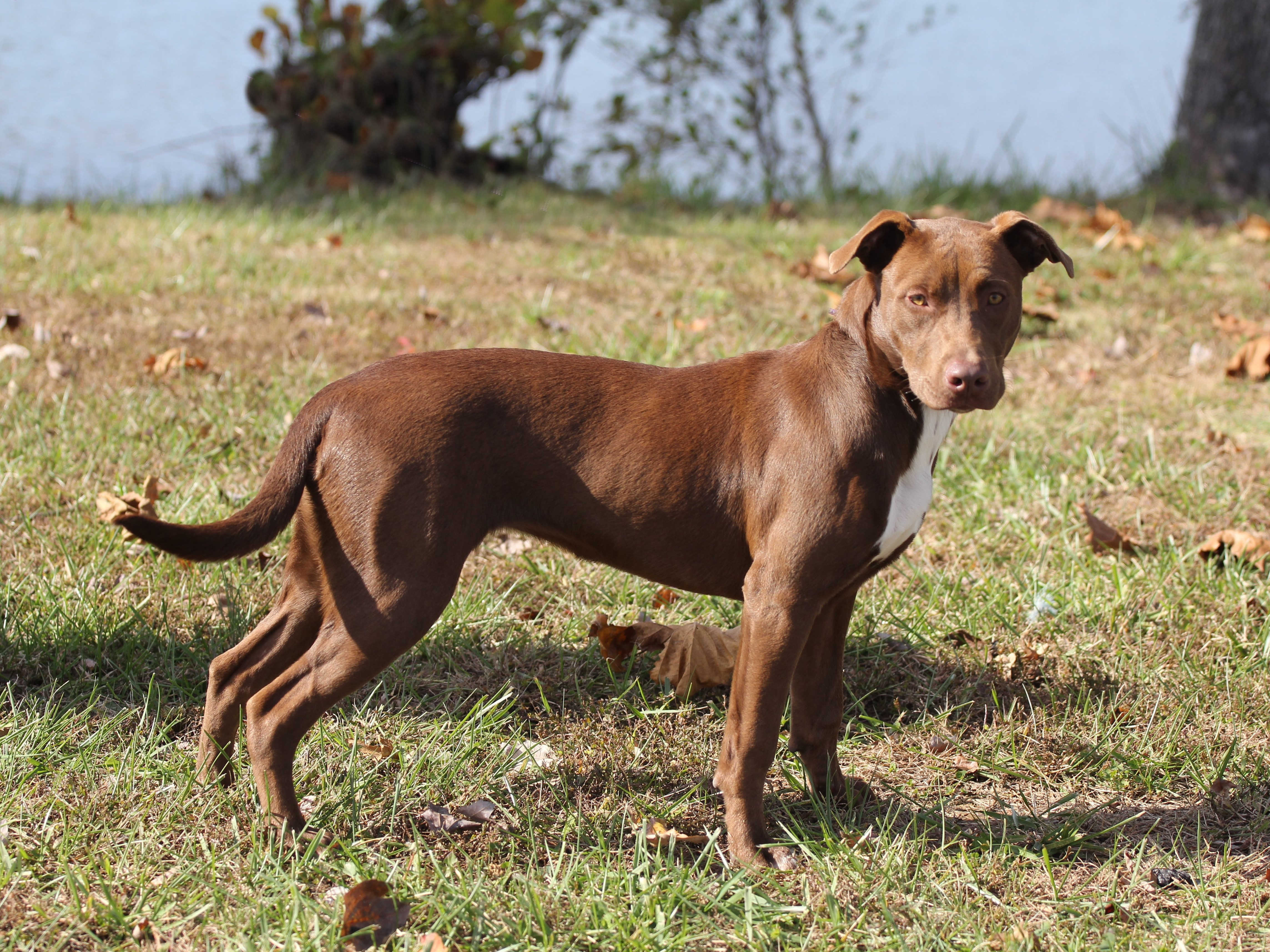 Maddy, an adoptable Retriever in Madisonville, KY, 42431 | Photo Image 1