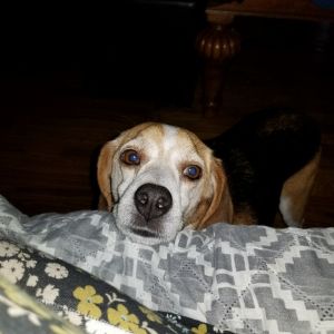 Tim the Beagle