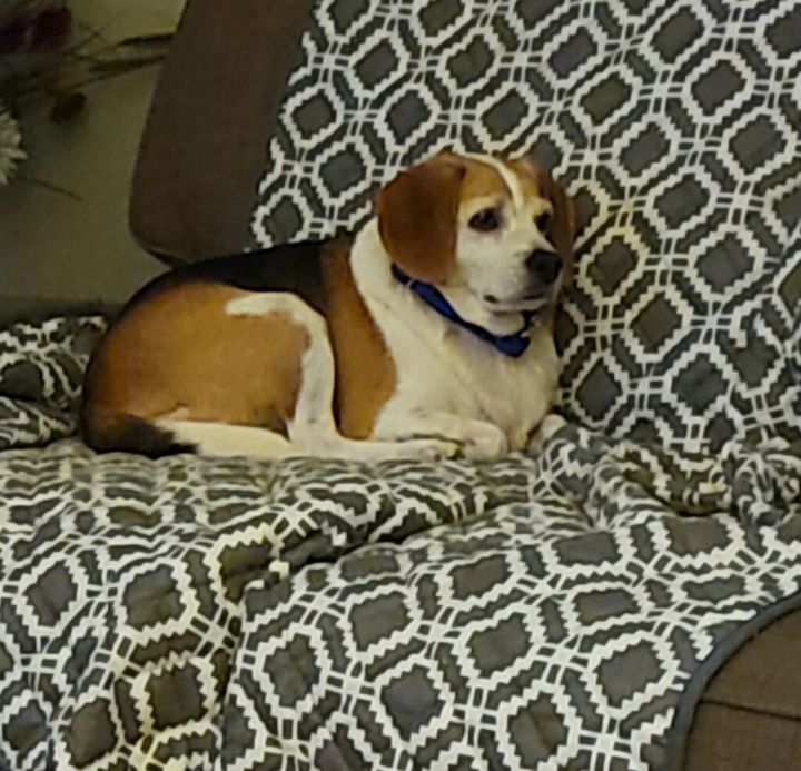 Tim the Beagle, an adopted Beagle Mix in Owensboro, KY_image-4
