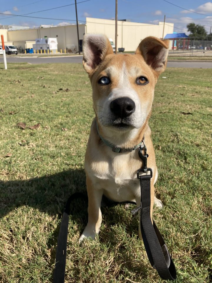 Spock, an adopted Husky & Carolina Dog Mix in Uvalde, TX_image-1