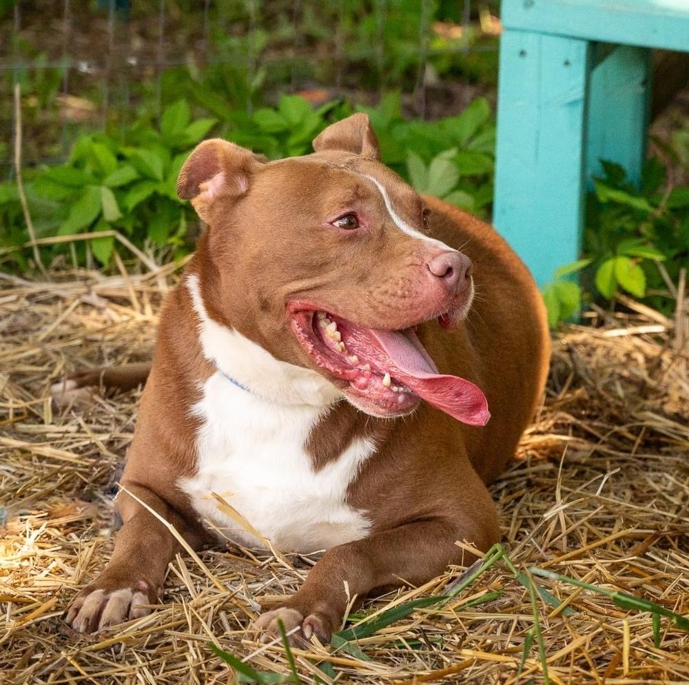 Simon, an adoptable Mixed Breed, American Bully in Richmond, IN, 47374 | Photo Image 2