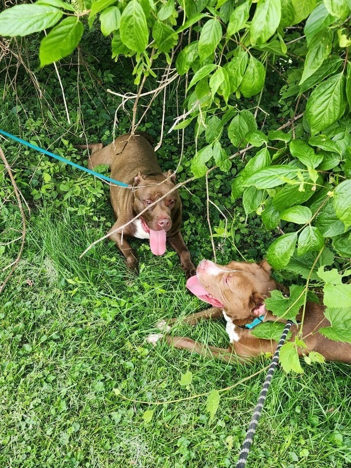 Simon, an adoptable Mixed Breed, American Bully in Richmond, IN, 47374 | Photo Image 4