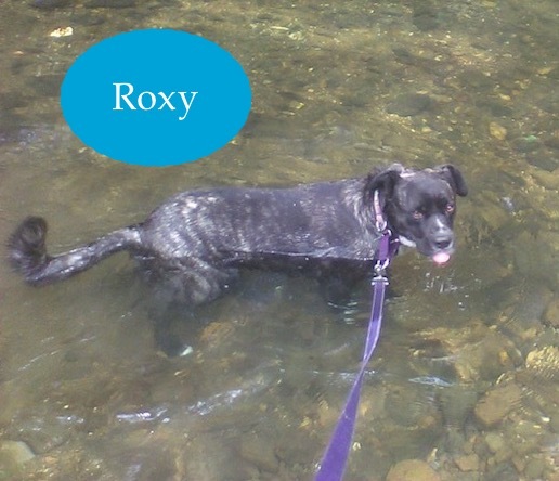 Roxy, an adoptable Mountain Cur & Hound Mix in Fayetteville, AR_image-2