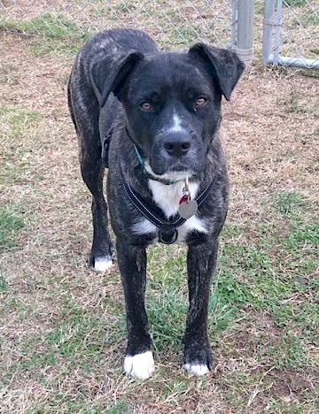 Roxy, an adoptable Mountain Cur & Hound Mix in Fayetteville, AR_image-6