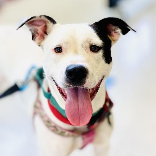 Nellie, an adoptable Hound in Arlington, VA, 22210 | Photo Image 1