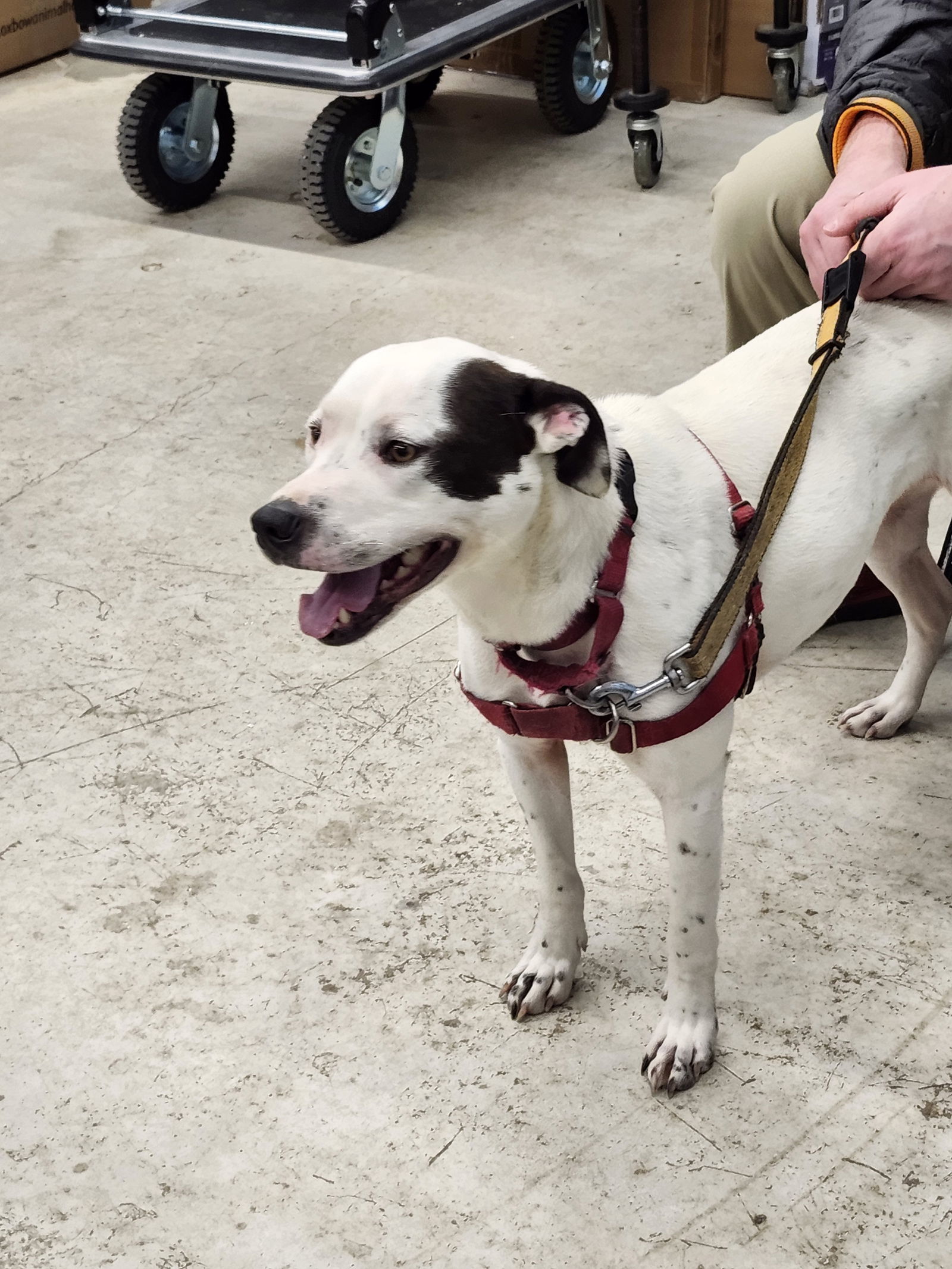 Nellie, an adoptable Hound in Arlington, VA, 22210 | Photo Image 2