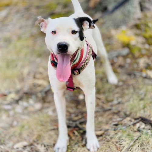 Nellie, an adoptable Hound in Arlington, VA, 22210 | Photo Image 3