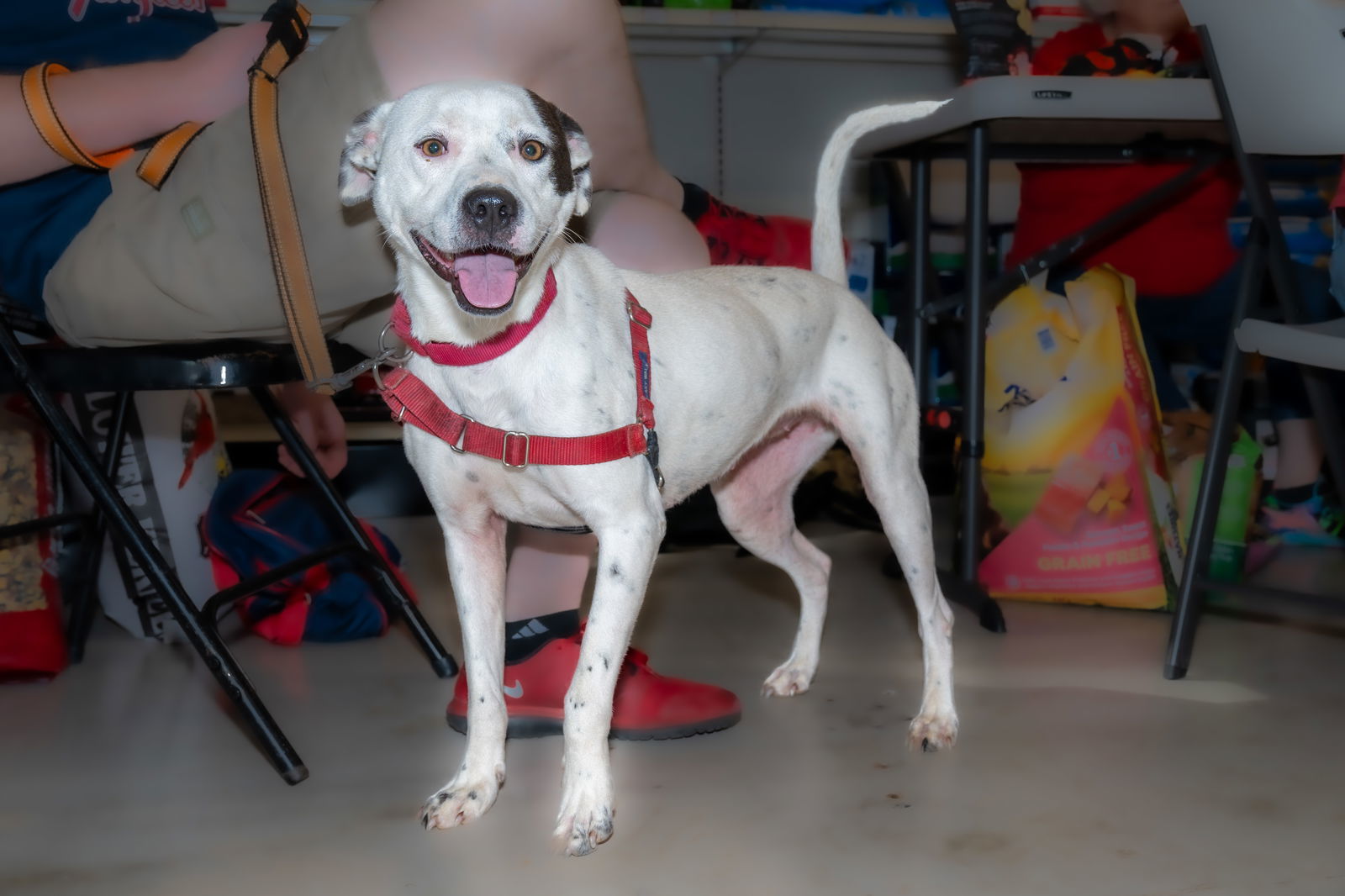 Nellie, an adoptable Hound in Arlington, VA, 22210 | Photo Image 3