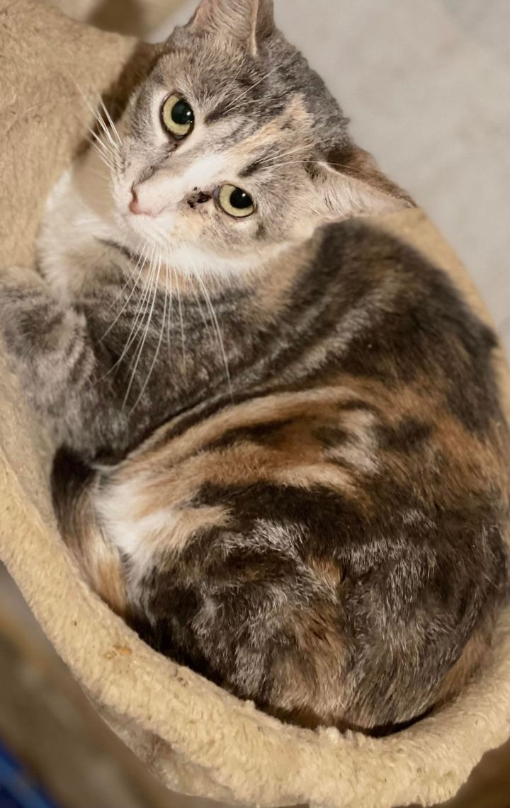 Symphony, an adoptable Domestic Short Hair in Middleton, WI_image-1