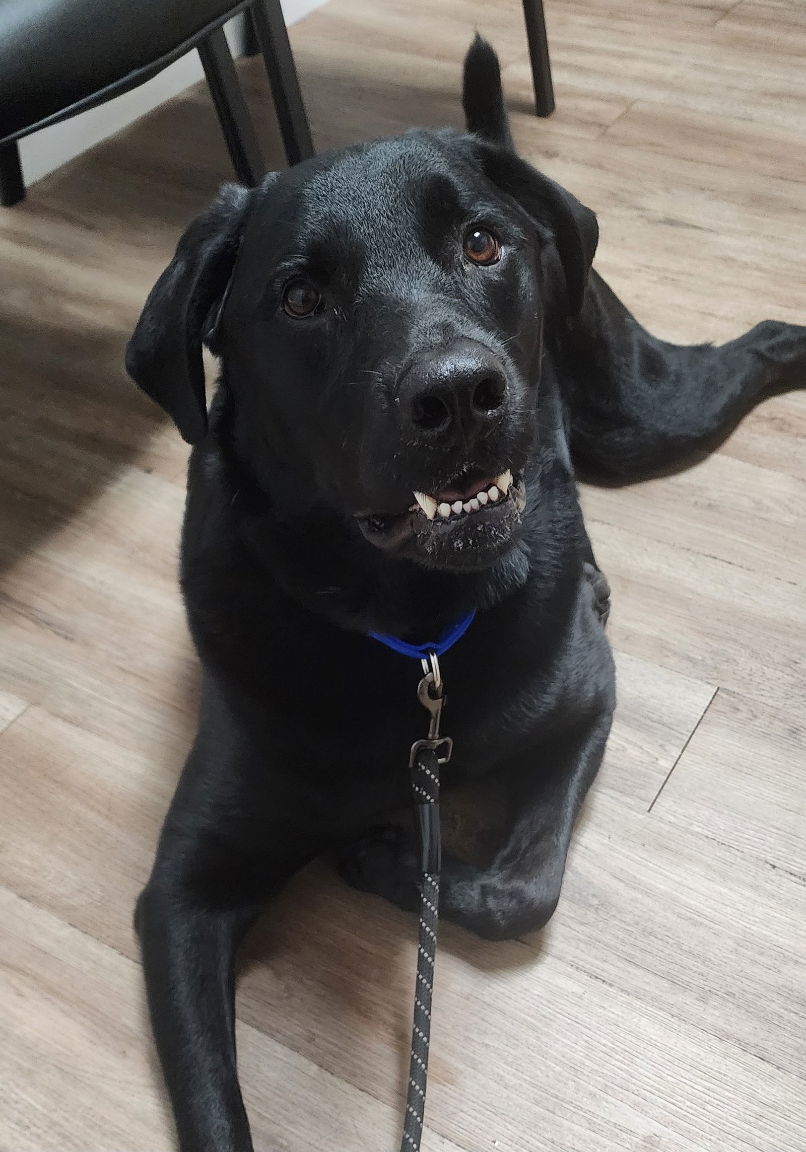 Rex, an adoptable Labrador Retriever, Rottweiler in Royal Palm Beach, FL, 33421 | Photo Image 1