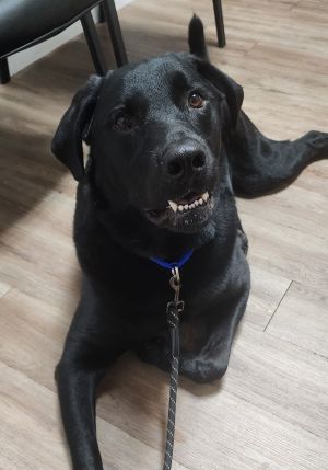 Rex