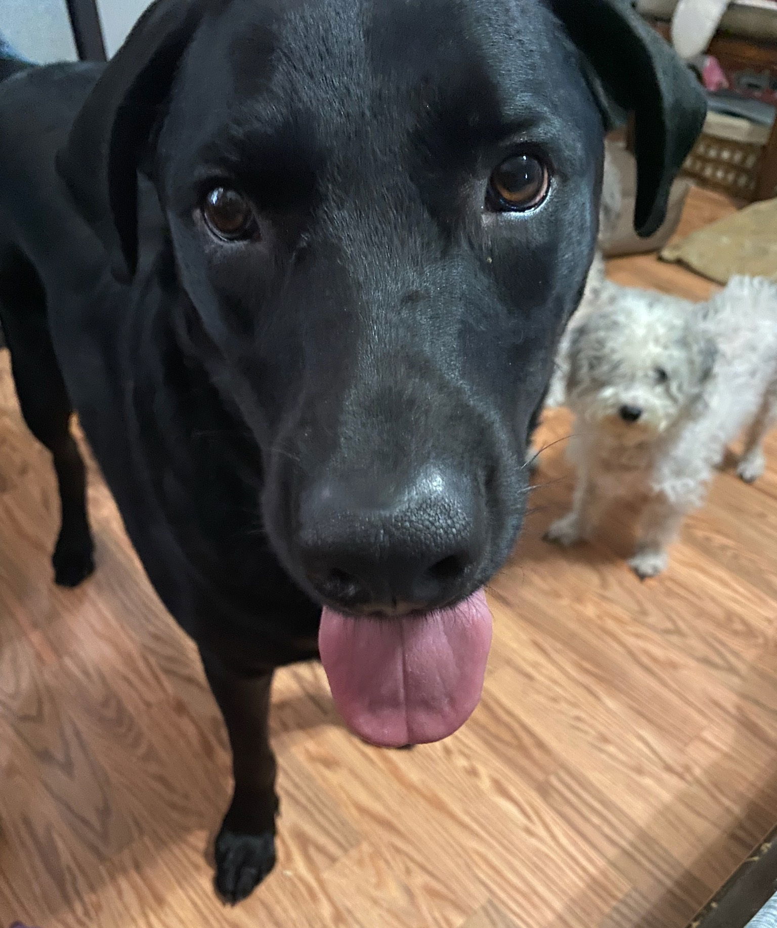 Rex, an adoptable Labrador Retriever, Rottweiler in Royal Palm Beach, FL, 33421 | Photo Image 2