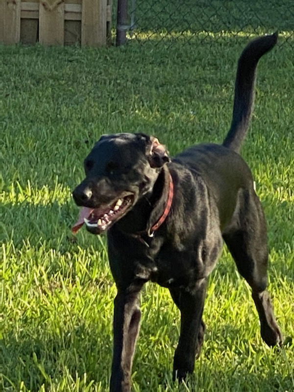 Rex, an adoptable Labrador Retriever, Rottweiler in Royal Palm Beach, FL, 33421 | Photo Image 3