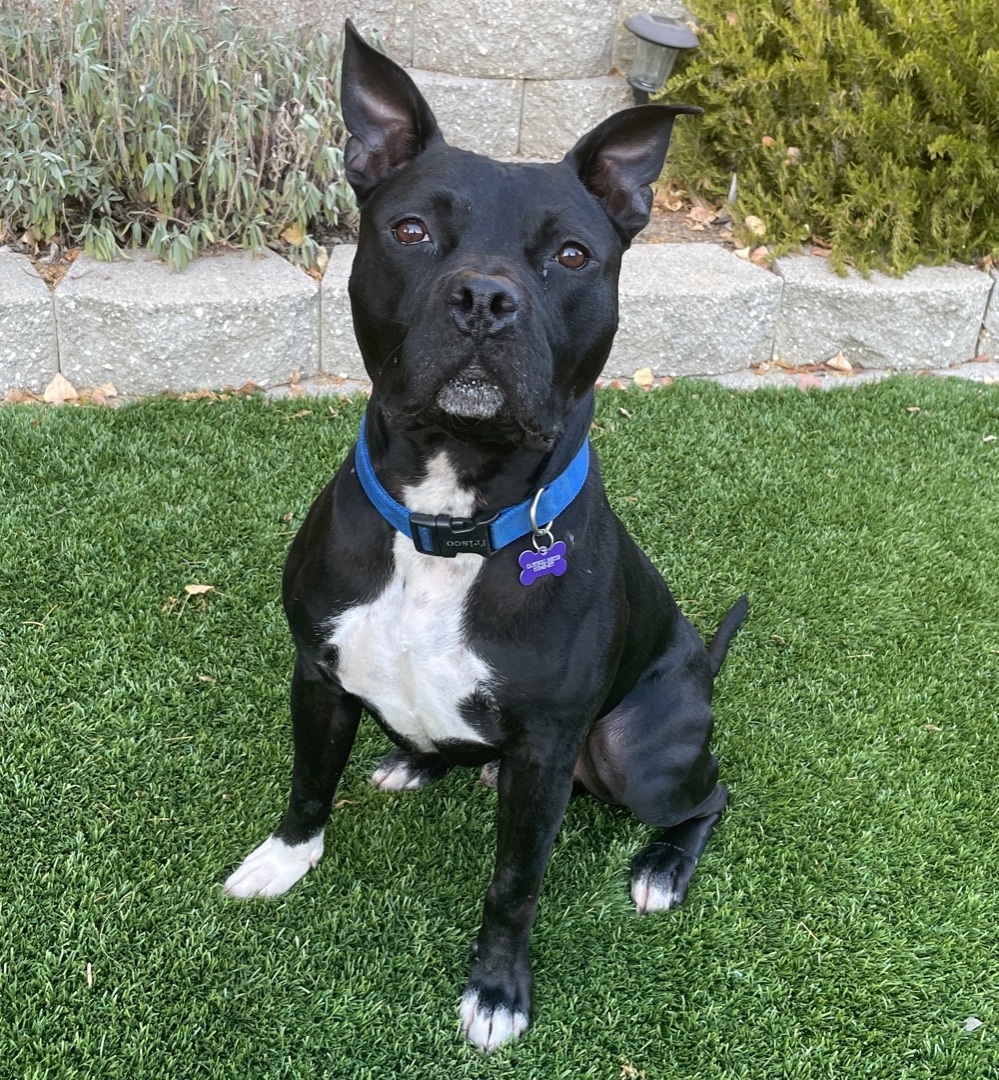 Atlas, an adoptable Pit Bull Terrier in Pleasant Hill, CA, 94523 | Photo Image 4